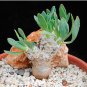 5 Seeds OTHONNA arbuscula Fresh