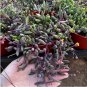 10 Seeds Othonna Carnosa Rare Potted Plant Succulent