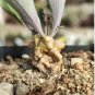 5 Seeds Othonna herrei Fresh