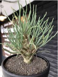10 Seeds Othonna protecta Fresh