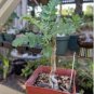 10 Seeds Othonna triepneriana Bonsai plant Rare succulents