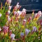 100 Seeds Oxalis Versicolor Flores Bons&Atilde;&iexcl;i