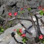 5 Seeds Pachypodium baronii Fresh