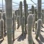 10 Seeds Pachycereus pringlei Rare Cactus Plants