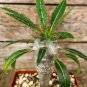 10 Seeds pachypodium lamerei Fresh