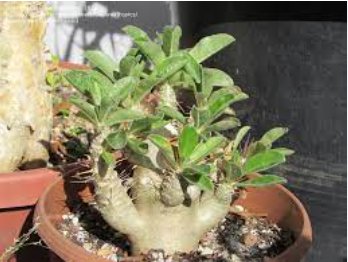 5 Seeds Pachypodium saundersii