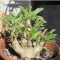 5 Seeds Pachypodium saundersii