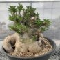 5 Seeds Pachypodium saundersii