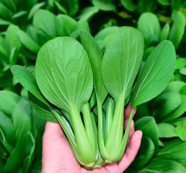 10 Seeds Pak Choi