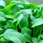 10 Seeds Pak Choi