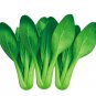 10 Seeds Pak Choi