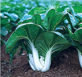 3000 Seeds Pak Choi White Stem Chinese Cabbage
