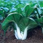 3000 Seeds Pak Choi White Stem Chinese Cabbage