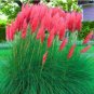 200 Seeds Pampas for Patio and Garden