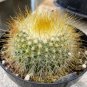 10 Seeds Parodia chrysacanthion Rare Cactus Succulent Plants