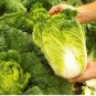 10 Seeds Peking Ox-heart Cabbage