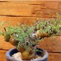 5 Seeds Pelargonium crithmifolium