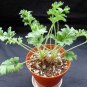 5 Seeds Pelargonium Incrassatum Pink Garden Potted Plants