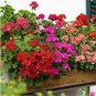 5 Seeds Pelargonium appendiculatum