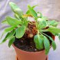 5 Seeds Pelargonium Ochroleucum Garden Potted Plants