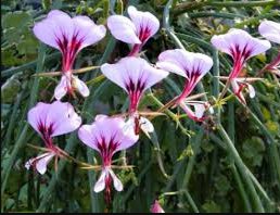 5 Seeds Pelargonium Tetragonum
