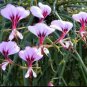 5 Seeds Pelargonium Tetragonum