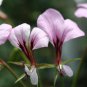 5 Seeds Pelargonium Tetragonum