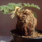 5 Seeds Pelargonium triste