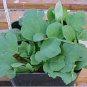 5 Seeds Pelargonium Vinaceum Garden Potted Plants