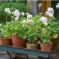 5 Seeds Pelargonium Violiflorum Garden Potted Plants