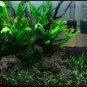 1000 Seeds Pellia Moss Fern Aquarium Plant Java Fish Tank Aquascape Decoration