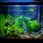 1000 Seeds Pellia Moss Fern Aquarium Plant Java Fish Tank Aquascape Decoration