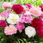 20 Seeds Peony Premium Collection for Stunning Blooms, Mixed 'Sanmao'
