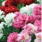 20 Seeds Peony Premium Collection for Stunning Blooms, Mixed 'Sanmao'