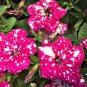 200 Seeds Petunia Big Flower Pink Flowers with White Spots