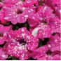 200 Seeds Petunia Big Flower Pink Flowers with White Spots