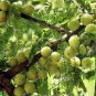 10 Seeds Phyllanthus emblica