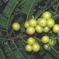 10 Seeds Phyllanthus emblica