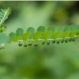 50 Seeds Phyllanthus Niruri Bhuiamla Green Chanca Piedra
