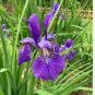 100 Seeds piezas Bonsai Iris Mixed
