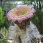10 Seeds Pilosocereus palmeri Rare Cactus Plants
