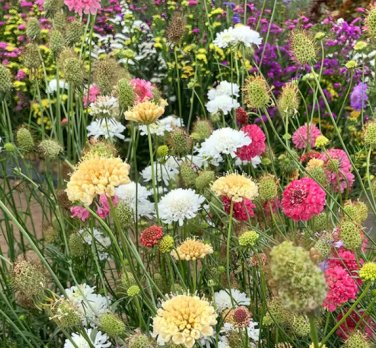 50 Seeds Pincushion Formula Mix