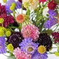 50 Seeds Pincushion Formula Mix