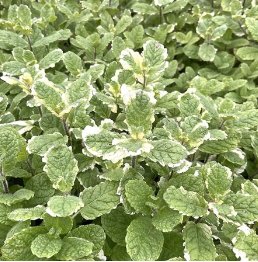 50 Seeds Pineapple Mint