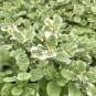 50 Seeds Pineapple Mint