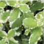 50 Seeds Pineapple Mint