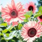 50 Seeds Pink Dwarf Sunflowers Flowers