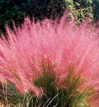 50 Seeds Pink Muhly Grass