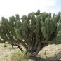 10 Seeds POLASKIA chichipe Rare Cactus Succulent Plants