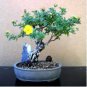 100 Seeds Potentilla Fruticosa Flowerpot Plant Fruticosa Bonsai Plant Roots